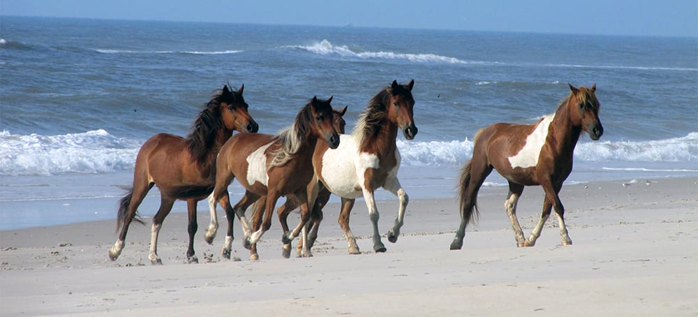 Assateague Island wild horses